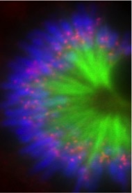 A monopolar mitotic spindle with fan-like arrangement of chromosomes around it