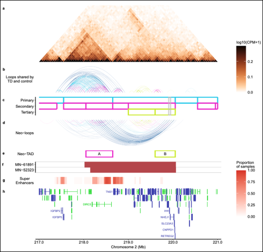 Scientific diagram illustrating tandem duplication involving IHH alters chromatin structure and creates neo-loops between DIRC3 super-enhancers and IHH.