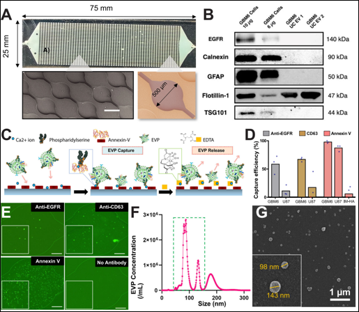 Design and validation of GlioExoChip using EVPs from GBM cell lines.